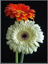 Gerbera Jamesonii